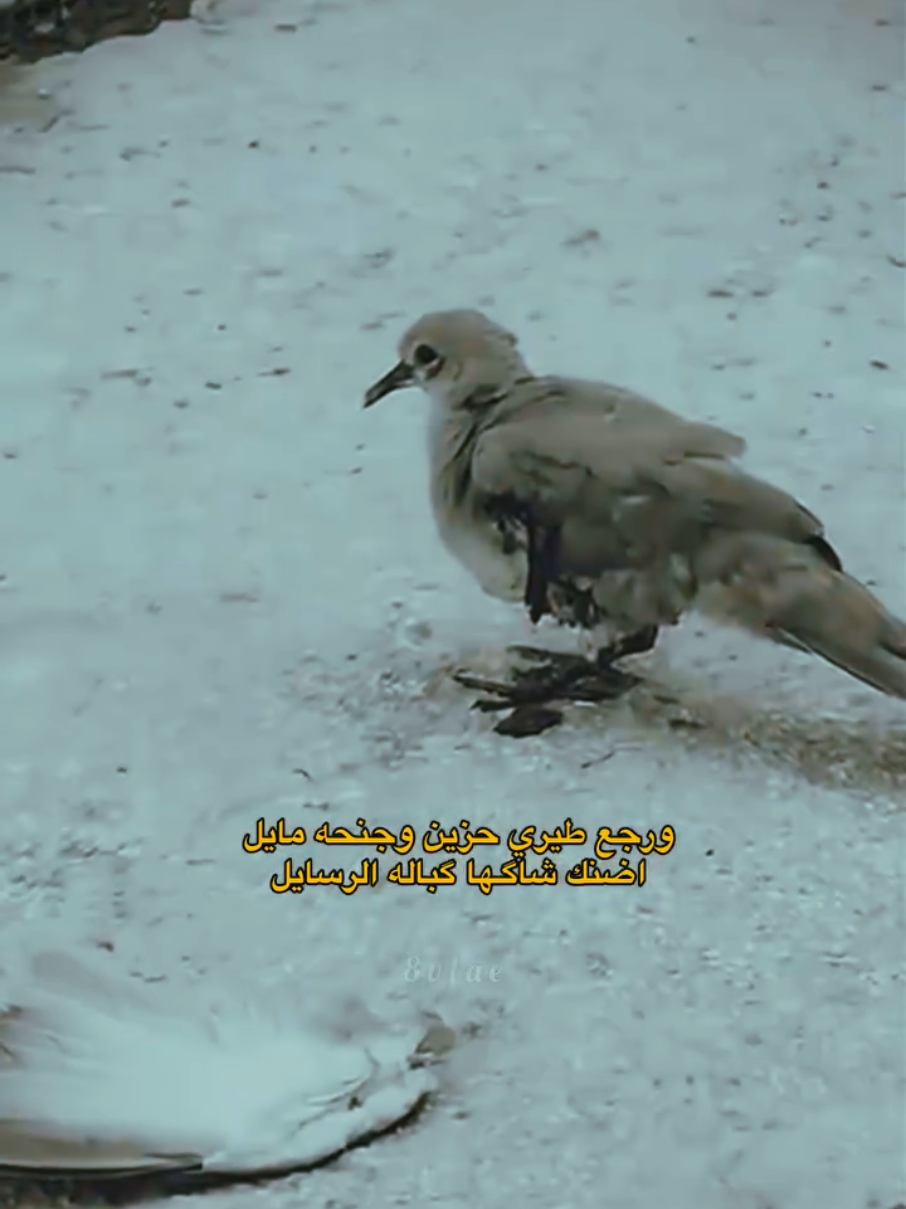 #متابعة #جبراتت📮١6_حزينfypシシ #حب #اعادة_النشر🔃 #fyp 