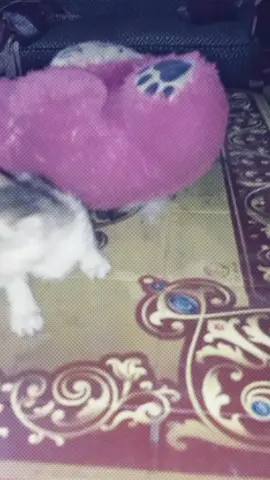 🐱🐱🐱🐱🐱