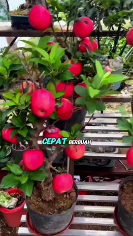 Ready kembali bibit apel nih gaes‼️ #apel #bibitapel #pohonapel #bibittanaman #berkebun 