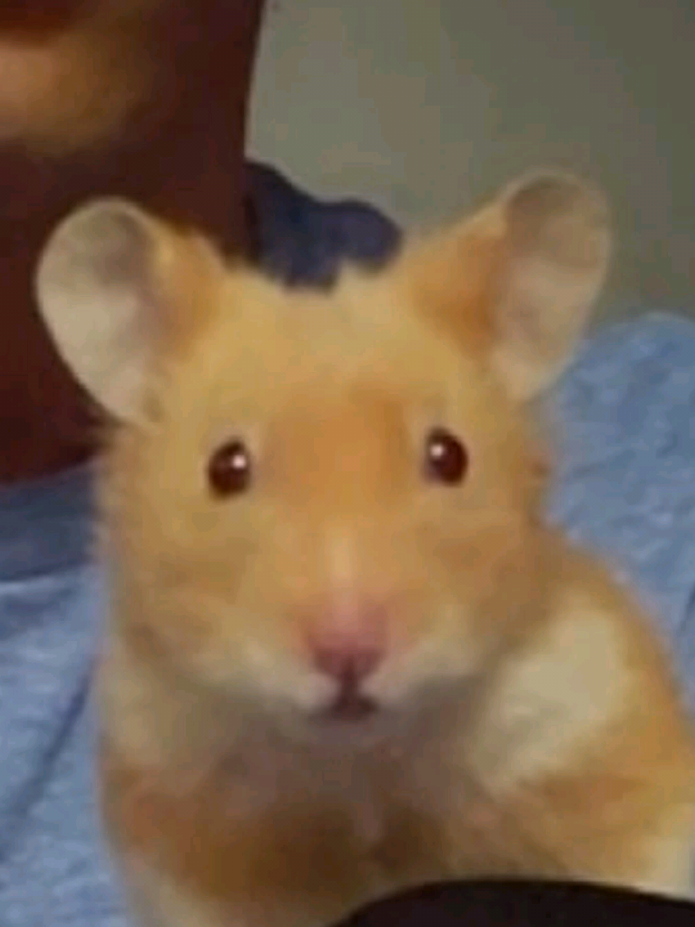 maldito profe 😔 #humor #fyp #funny #hamster #tiktok 