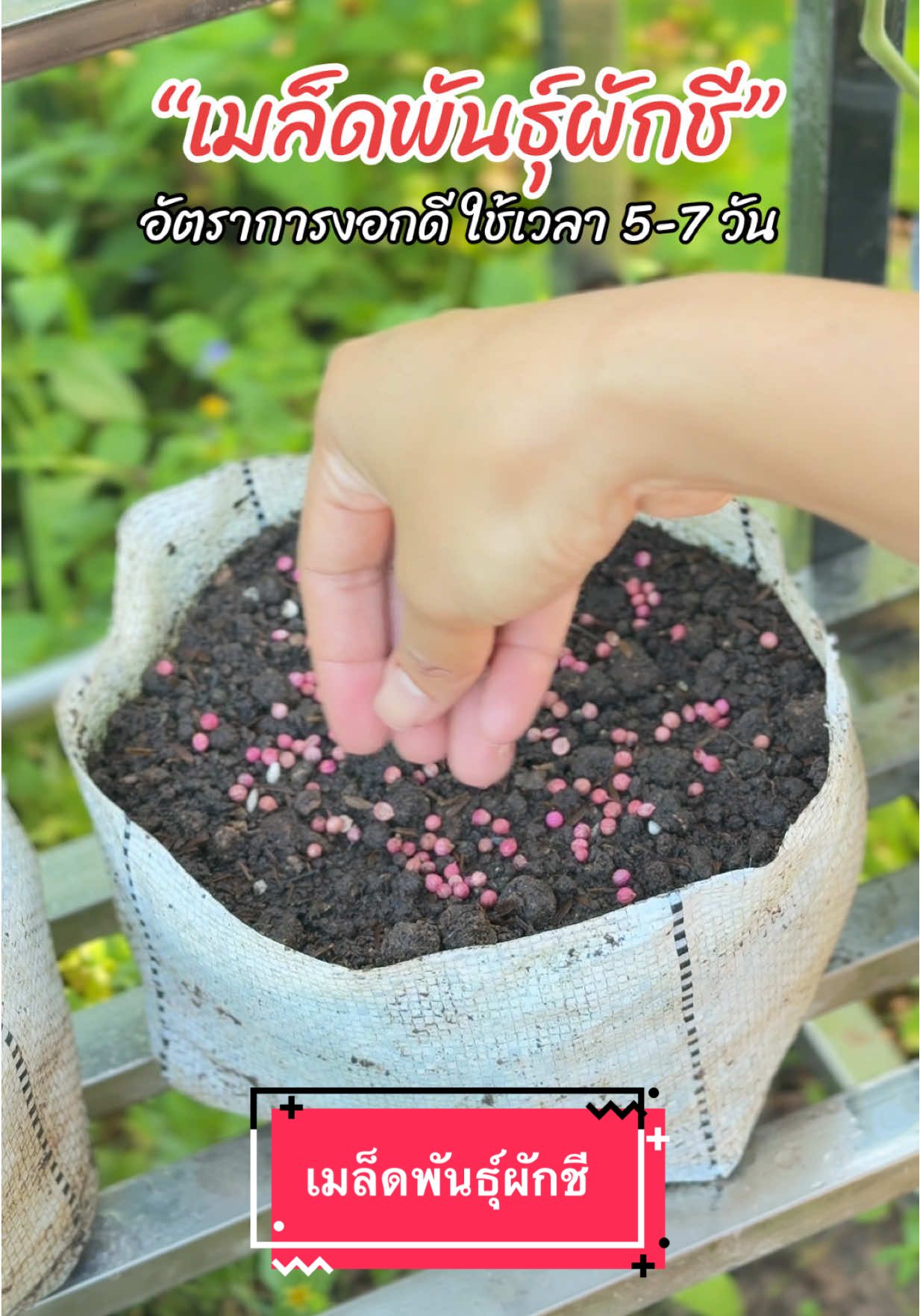 เมล็ดพันธุ์ผักชี🌱 อัตราการงอกดีมาก ส่งจากเชียงรายนี่เอง✨ #เมล็ดพันธุ์ผัก #ผักชี #ผักสวนครัว #ปลูกผักกินเอง #เกษตรกรรม 