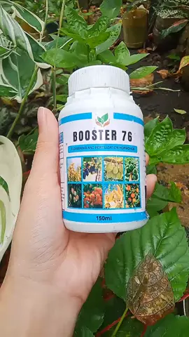 Ang laking tulong talaga nito sa ating pananim#booster76 #pampabunga #pampabulaklak #fyp 