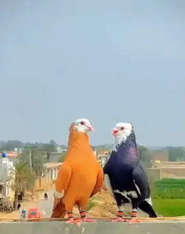 #plzmyvedioviralplztiktokteam #fouryoupage 