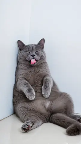 cats love to sleep #viral #cat 