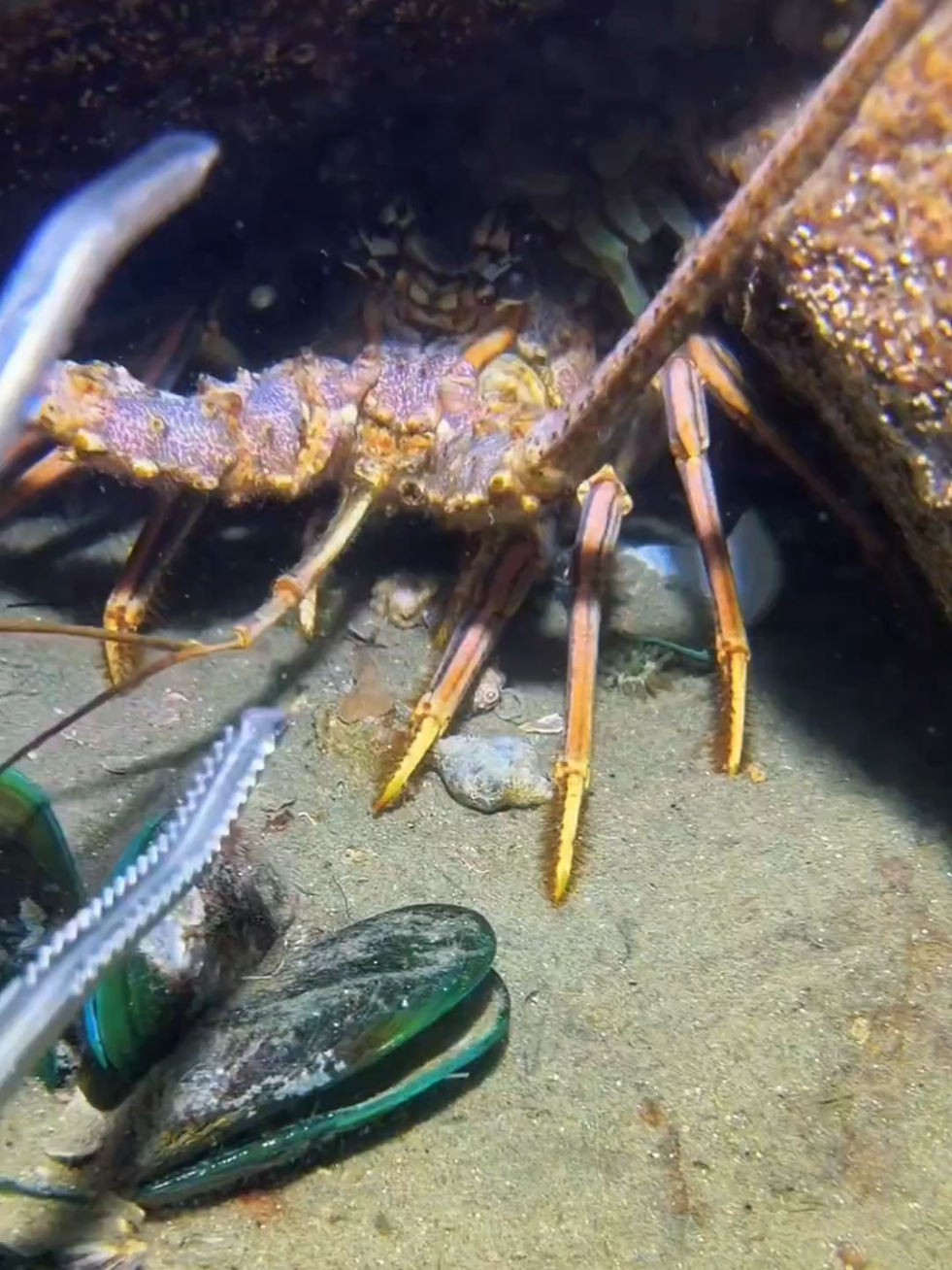 #diving #crab #catchthesea #seaside #seafood 