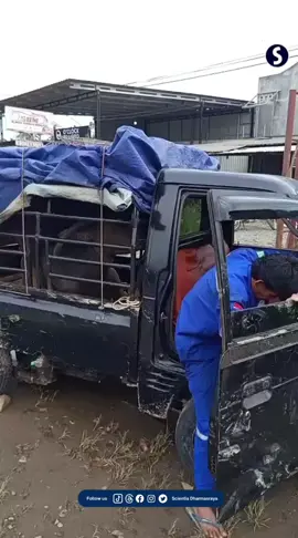 Mobil Terduga Sindikat Pencurian Ternak Lintas Provinsi Digagalkan Warga di Depan Kejaksaan Dharmasraya Satu unit mobil yang diduga kuat terlibat dalam sindikat pencurian ternak lintas Provinsi berhasil digagalkan oleh warga di depan Kejaksaan Negeri Dharmasraya, Sungai Kambuik, Kamis (9/10/2025). Setelah berhasil digagalkan, mobil beserta satu pelaku langsung diamankan dan dibawa ke Polres Dharmasraya untuk proses penyelidikan lebih lanjut. Dikabarkan tiga pelaku lainnya berhasil kabur. SC: Ist Ada info penting tag @scientiadharmasraya ! --'--------------------------'------- #Scientia #Dharmasraya #PencurianTernak #Kriminalitas #LintasProvinsi 