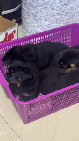 Cleaning our whelping room. Deciding to raise pups indoor has been one of my career changing moments, less heat, no flies, no inspects, cooler weather , more comfort. But it so happens, that when they out for the first time, wobbly walking and Atimes we have our coat looking reddish when I raise them in the other room with less sunlight. So then, like they always say, untill you start you can’t know all the challenges you’ll face. Good morning everyone! Have a blessed day !!   #hovstuds #hausofvigiliorottweilers #vigiliorottweilers #vigiliorottweilers #fcibreeder     