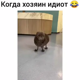 Когда хозяин идиот 😂 #смешныевидеоприколы #подпишисьпоставьлайк #смешныеживотные😂😁😊 #втрек #рекомендации #приколы #жизненно 