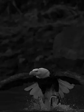 Beshak 💯🦅 #CapCut #foryou #foryoupage #viraltiktok #0ye_tariq 