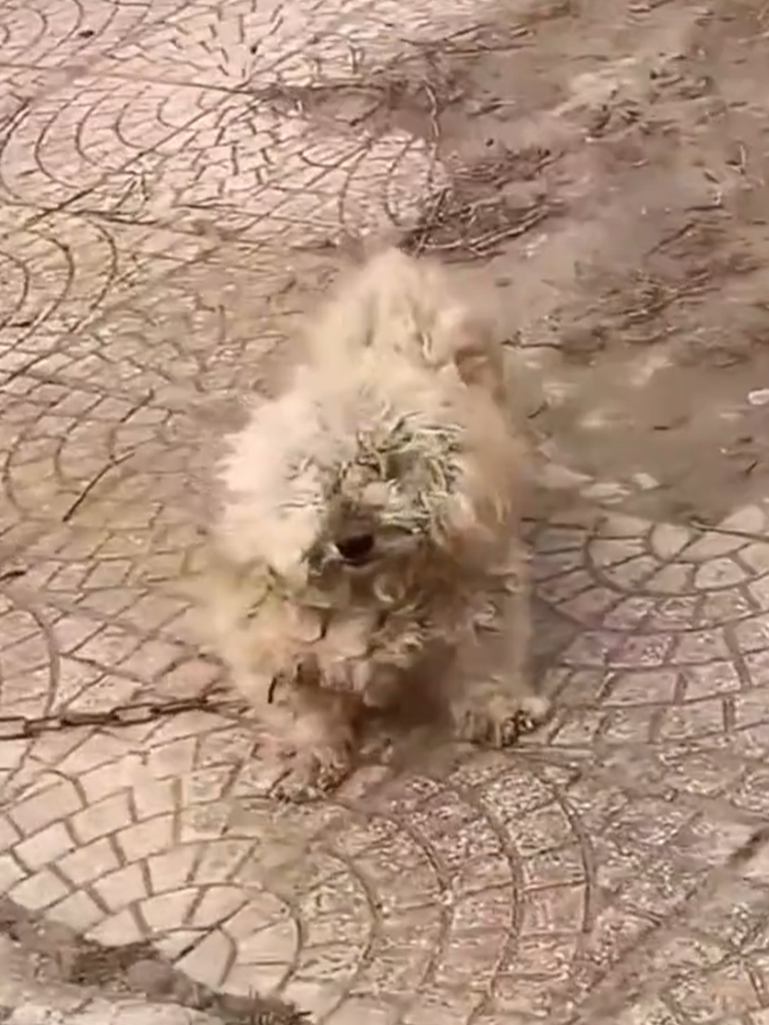 A woman was returning from buying food when she saw this poor dog wandering the street with a leash wrapped around its body. She stopped to help it untie its leash and feed it. After that, she decided to adopt it.#rescue #animals #kittens #rescue #animals #dog #rescue #animals #cats #rescue #animals #cats #rescue #fyp #animals #puppylove