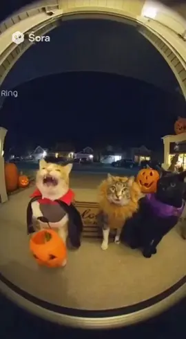 Trick or treat squad 😼🎃🍬📹 #HalloweenCats #DoorbellFootage #CandyRaid #TreatHunters