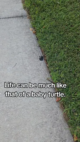 Just keep moving. The #journey is only beginning.  #turtle #Florida #nature #life