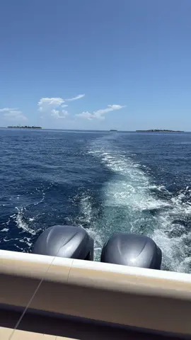 Dolphin visit while Tuna fishing #tuna #fishing #dolphin #delfin #angeln 