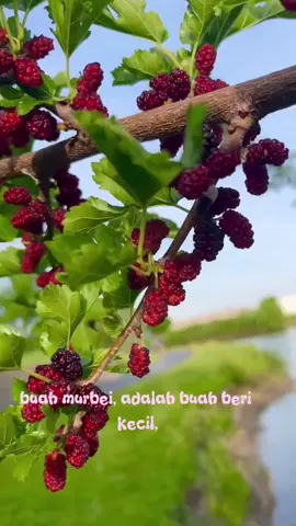 bibit buah murbey super unggul #fyppppppppppppppppppppppp  #fypシ゚  #fypage 