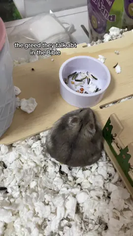 #hamster #hamstersoftiktok #cute #fyp #fyppppppppppppppppppppppp 