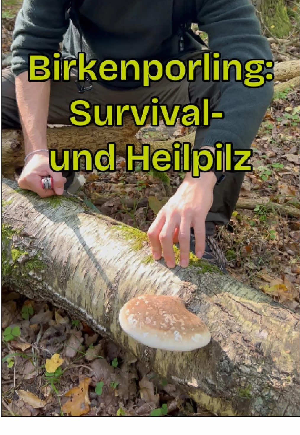 Der Birkenporling (Fomitopsis betulina) ist vor allem Bekannt für seine Anwendung bei Magen- und Darmbeschwerden. Der Tee tut aber auch jenen ohne konkrete Beschwerden gut. In präklinischen Studien zeigte sich eine entzündungshemmende, antibakterielle- und antivirale Wirkung. Er soll weiterhin gut für Haar- und Hautbild sein und die Stimmung sowie den Schlaf verbessern. Abgesehen von seinen innerlichen Anwendungen kann man ihn bei kleinen Wunden als Pflaster verwenden. Dieses Video ersetzt keine Fach- bzw. Bestimmungsliteratur(!!!) und hat keinen Anspruch auf Vollständigkeit hinsichtlich der Bestimmungsmerkmale oder wissenschaftliche Korrektheit. Es geht hier darum das Interesse für Pilze und die Natur im Allgemeinen zu wecken! #enterthewild_official #pilz #survival #pilzesammeln #natur 