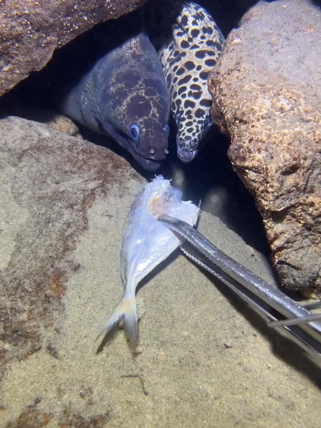 #fishing #eels #diving #crab #lobster #beach #deepsea #catchthesea #nature #sea