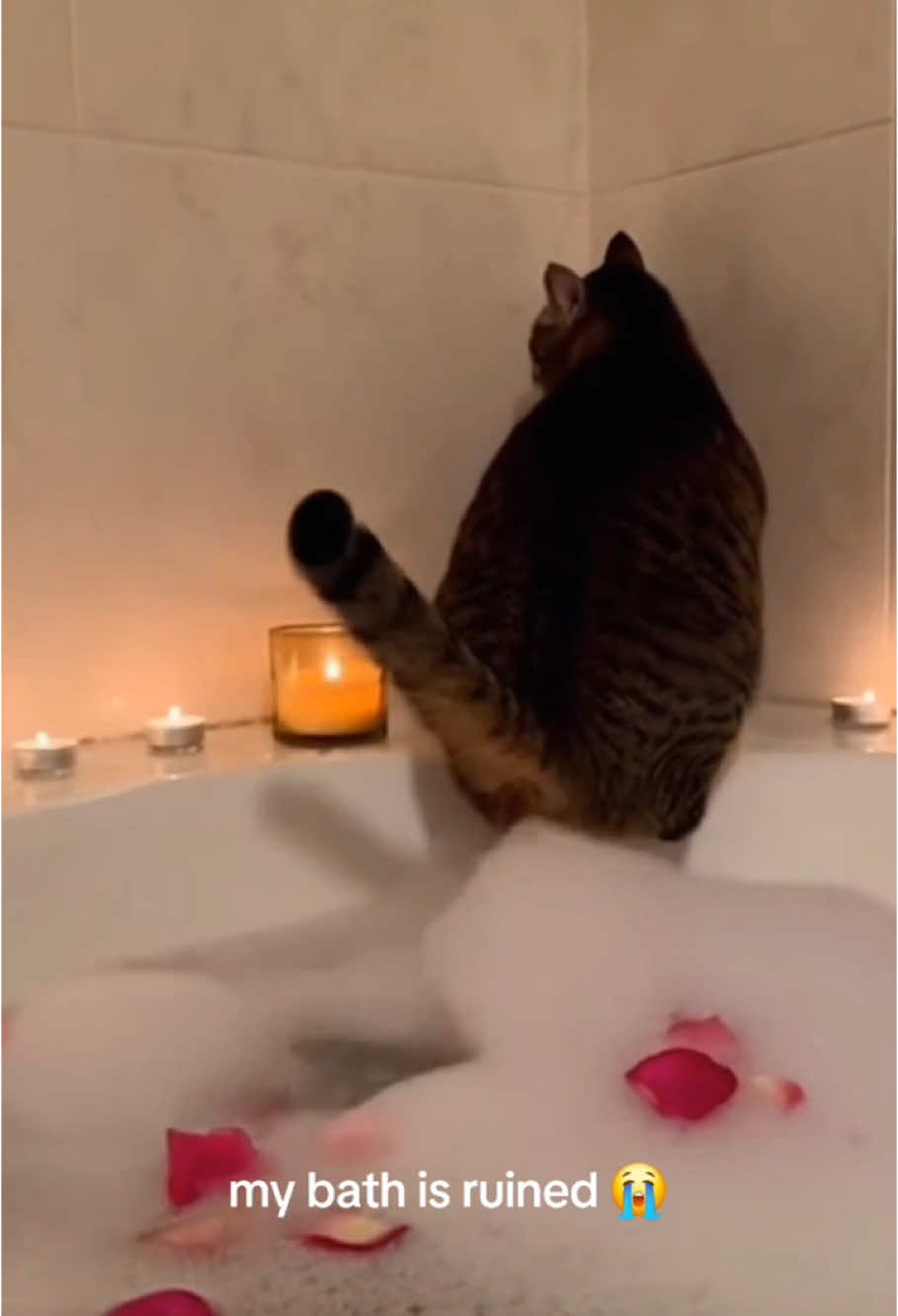 Look at what this cat has done!😳😳 #fyp #foryou #cat    #petlove #catsoftiktok #catlover #funny #funnyvideos #fypage #funnycat #funnytiktok #cats