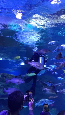 Lumayan buat prank temenmu, biar dikira lagi jalan jalan padahal mah dirumah 😂 📍BX Sea, Bintaro Xchange #videomentahan #prankvideo #fyp #mentahan #bxseabintaro 