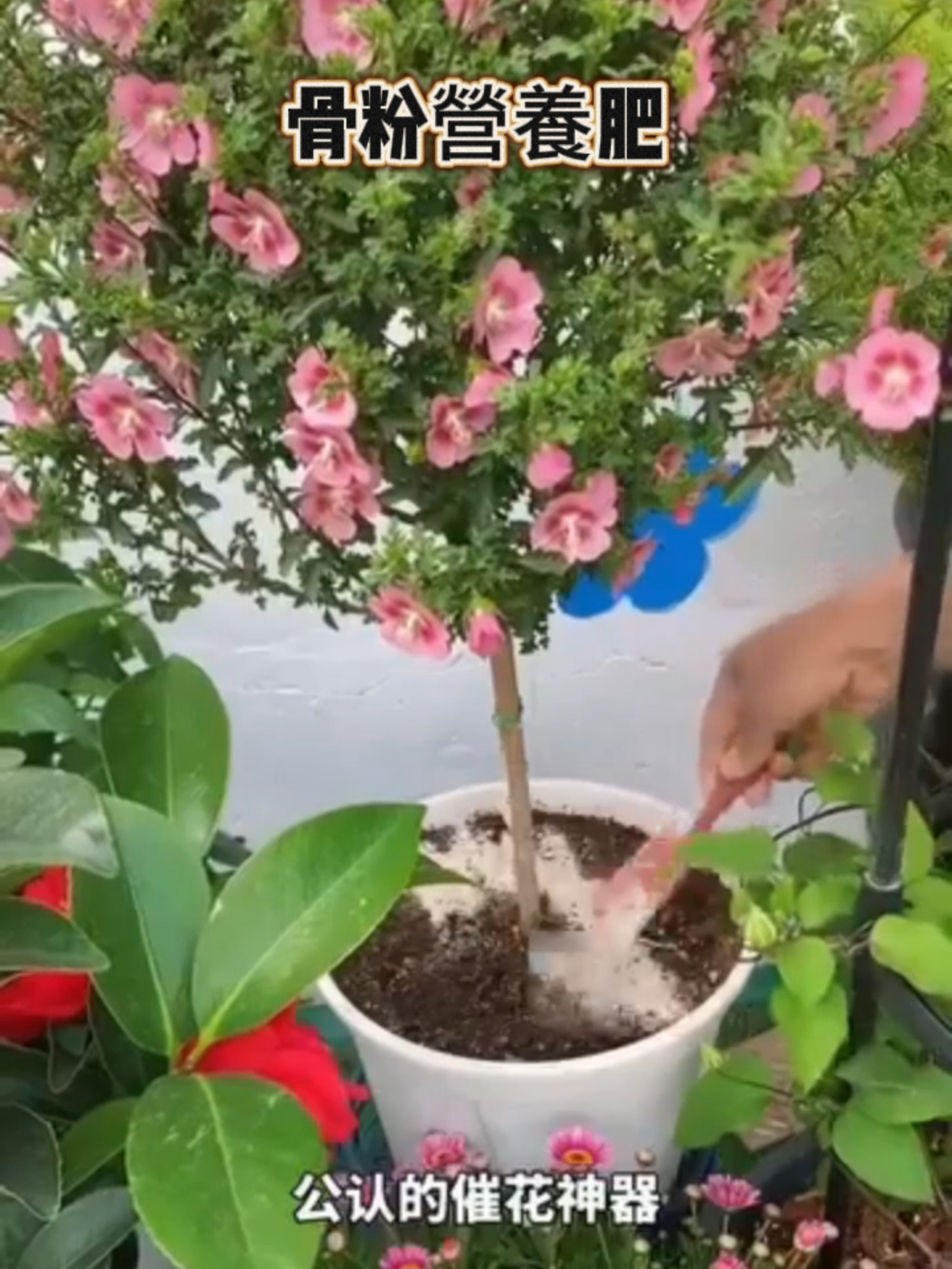 🦴 純天然骨粉研磨，富含高濃度磷鈣元素 🌱 促進根系發展，強化植物吸收養分能力 🌸 刺激花芽分化，延長花期，果實飽滿累累 🌿 溫和有機配方，不傷植物，蔬果花卉皆宜 💪 增強植物抗病力，減少農藥使用需求