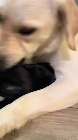 To be loved💜 #frankandgeorge #catsoftiktok #cats #dogsoftiktok #dogs 