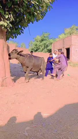 #tu lanat Sha pa taso#pyfツ 
