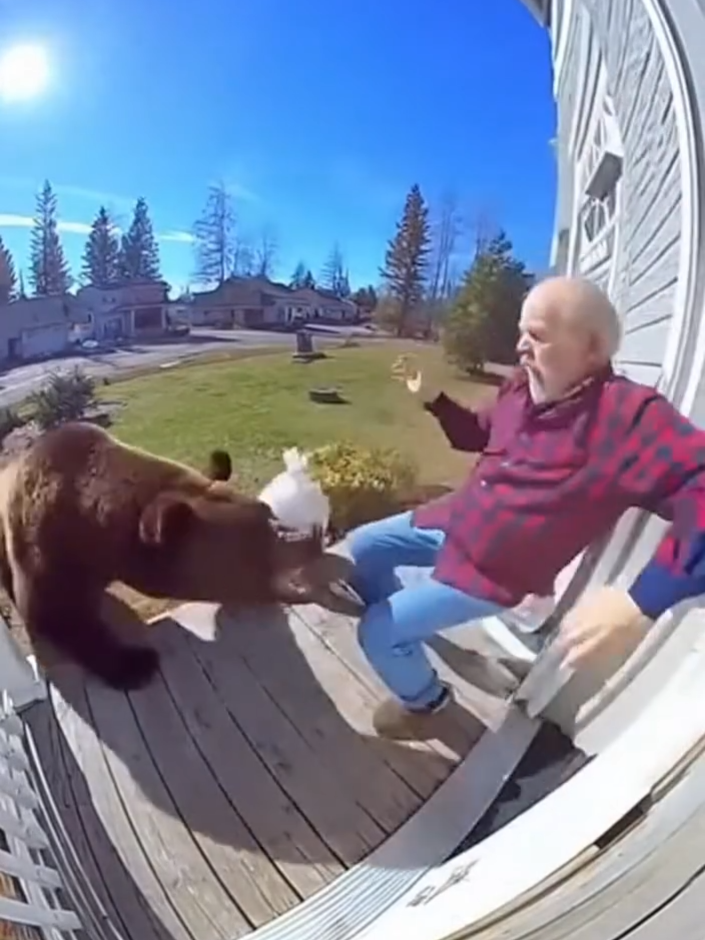 A small cat saves an old man from a bear ❤️🐻🐈‍⬛