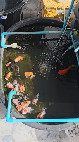 #Goldfish  មកបង្អួតសម្រស់