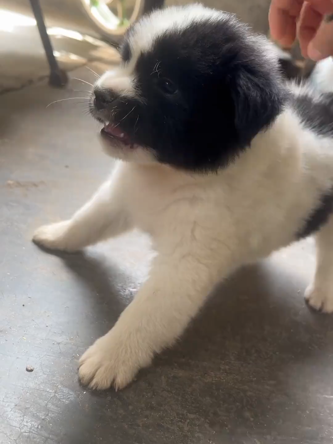 #cutedogvideo #foryoupage❤️❤️ #dogloversfeed #viralvideos #doggo