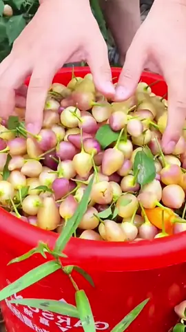 #bajacili #baja #pokok #cili #fyp 