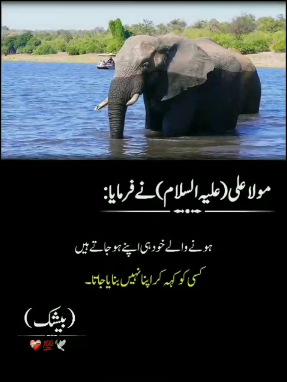 #foryou#viral_video#qoal#urdu 