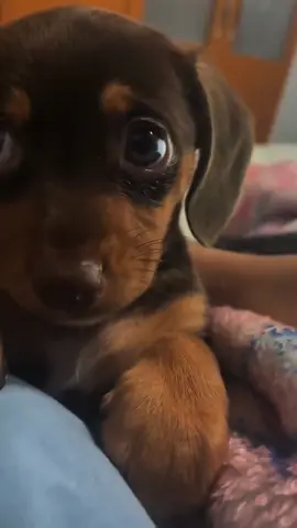 Cute and funny dog ​​burps#dog#funny#funnyanimals#funnypets#animals    