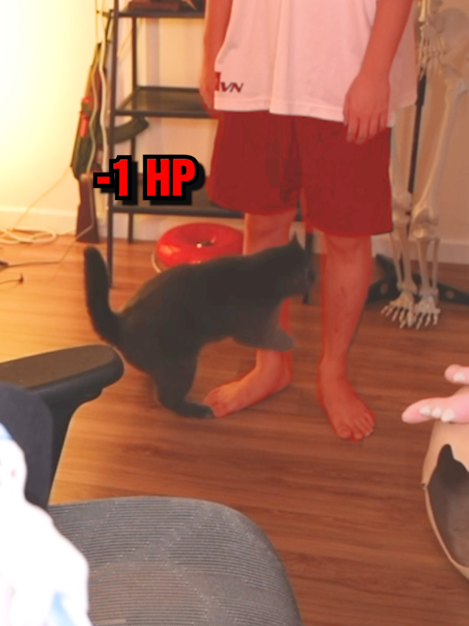 ôi cái nết con mèo #fyp #funny #cat #catsoftiktok #stream