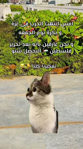 #Meme #MemeCut #سوريا_تركيا_العراق_السعودية_الكويت #سودانيز_تيك_توك_مشاهير_السودان 