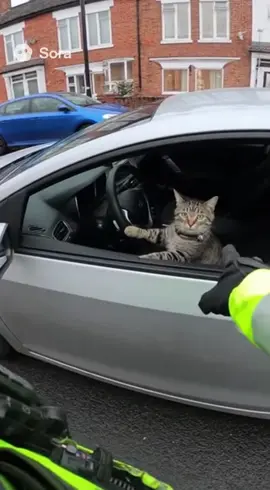 A.I is out of control #funny #cats #police #Ai #lol 