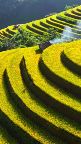Mùa vàng ở Mù Cang Chải #mucangchai #muavang #muavangmucangchai #muavangtaybac #haionthego 