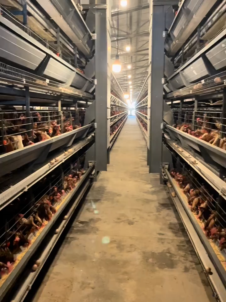 The traveling feeder system is best suited for large-scale, intensive chicken farms. Here’s why 👇 These farms have huge flocks, and manual feeding costs are very high. With an automated feeder, you can cut labor dramatically — for example, a chicken house with 20,000 layers usually needs 2–3 workers, but the traveling feeder just needs you to set up the program. The chicken houses are usually long and standardized (about 8–12 meters wide and 100–150 meters long). This makes it easy to install rails and lay out the system, and since each house has a large capacity, the initial investment can be spread out more efficiently. In short — if you’re running a big, modern poultry farm, a traveling feeder system can save you time, labor, and money 🐔💡 #PoultryFarm #EggFarm #LayerCageSystem #FarmAutomation #ChickenFarm #EggProduction #PoultryEquipment #FarmTech #FarmingTechnology #FarmTour #layercages #Atypecage #Htypecage #poultryfarming #eggproduction #farmautomation #poultryfarm #poultryequipment #layerequipment #agribusiness #video #foru