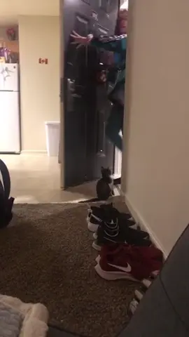 When your cat looks dumber than your roommat #funny #cat #funnycat #cutecat #tiktok #catsoftiktok #foryou 