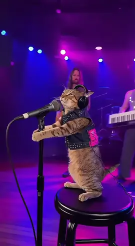 My cat finally living her pop star dream.🎤🐱✨#cat #viral #fyp #tiktok 