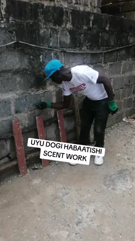 Scent work huyu dogi habaatishi#kenyantiktok🇰🇪 #dobarmandog #germanshepherdsoftiktok @protection Dogs Kenya 🇰🇪 