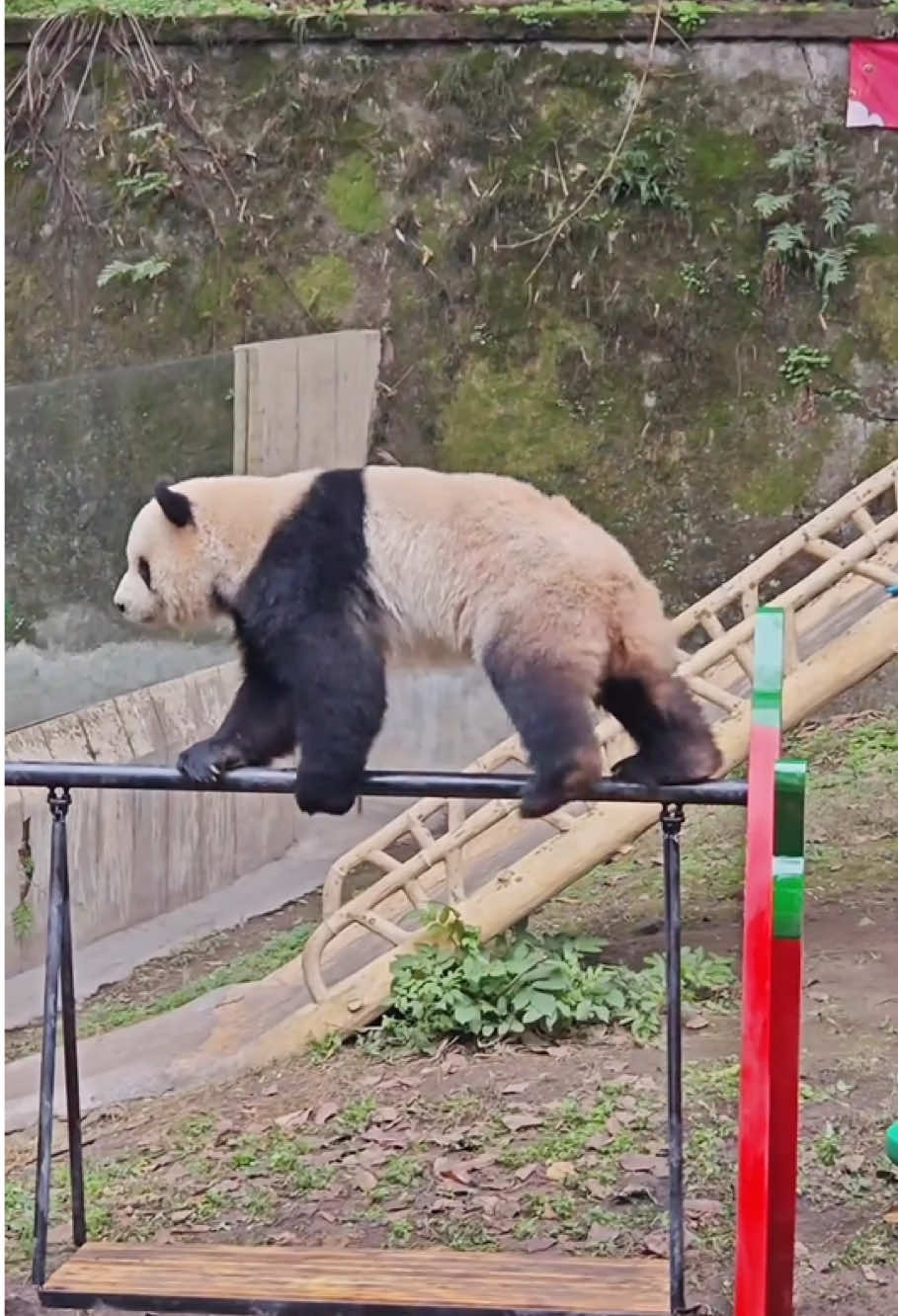 Kung fu panda, it's time to show the real technology.#panda #pandas#pandasakha #kungfupanda