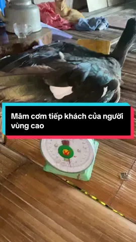 Mâm cơm tiếp khách của người vùng cao đơn giản lắm các bác ạ! Cây nhà lá vườn thôi! #cơm #ngan #ốc #gà #hachamhagiang 
