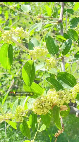 حن يانوب جبحي فوق ذيك المجاني 🐝🌳 #اصيل_باحمادي #تصويري  #تصوير_الصيطان_فوق_وادي_دوعن  #تصويري_احترافي_الاجواء 