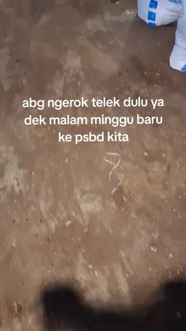 #fyppppppppppppppppppppppp #psbdkisaran #kandang #kisaranasahan 