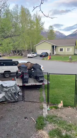 Funny moose #animals #moose #tiktok #foryoupage #fyp 