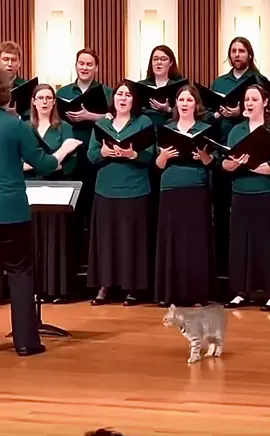 The cat stole the show😂 #fyp #foryoupage #catsoftiktok #memestiktok #catlovers 