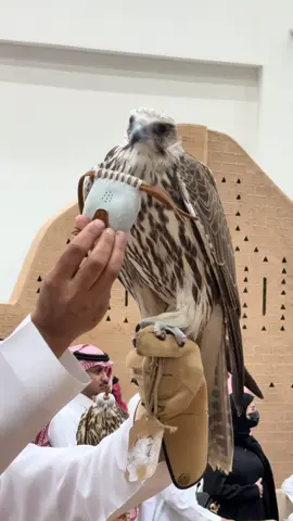 #معرض_الصقور_والصيد_السعودي_الدولي #الرياض #حريملاء_القرينه_ملهم_ثادق #explore #Foryou 