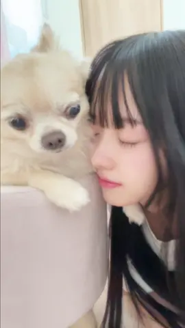ぺちゅ(愛犬ちわわ㌠)とももなかわいい？🐶💭︎💕︎ なんかぺちゅ嫌がってる、、、？🥺