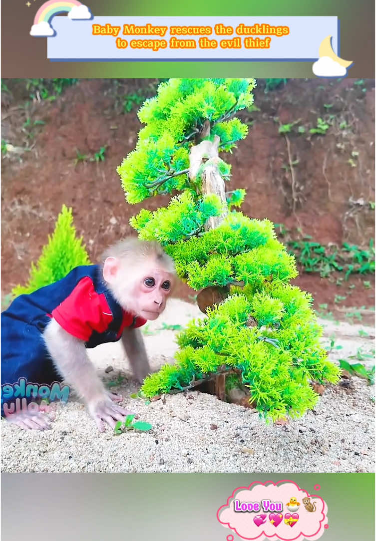 Baby Monkey rescues the ducklings to escape from the evil thief #animal #animals #monkeys #monkey #pet #pets #loveanimals #babymonkey #babyanimals 