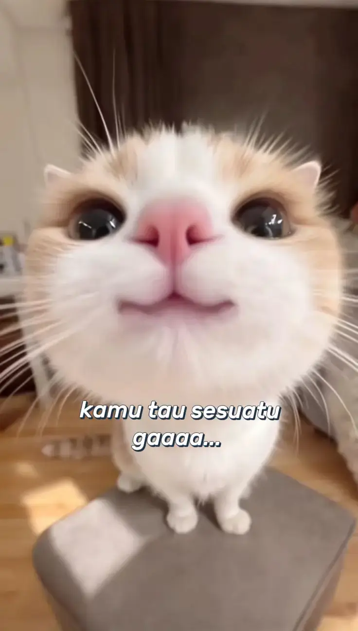 #4u #memekucing #kucinglucu #katakata #populer 